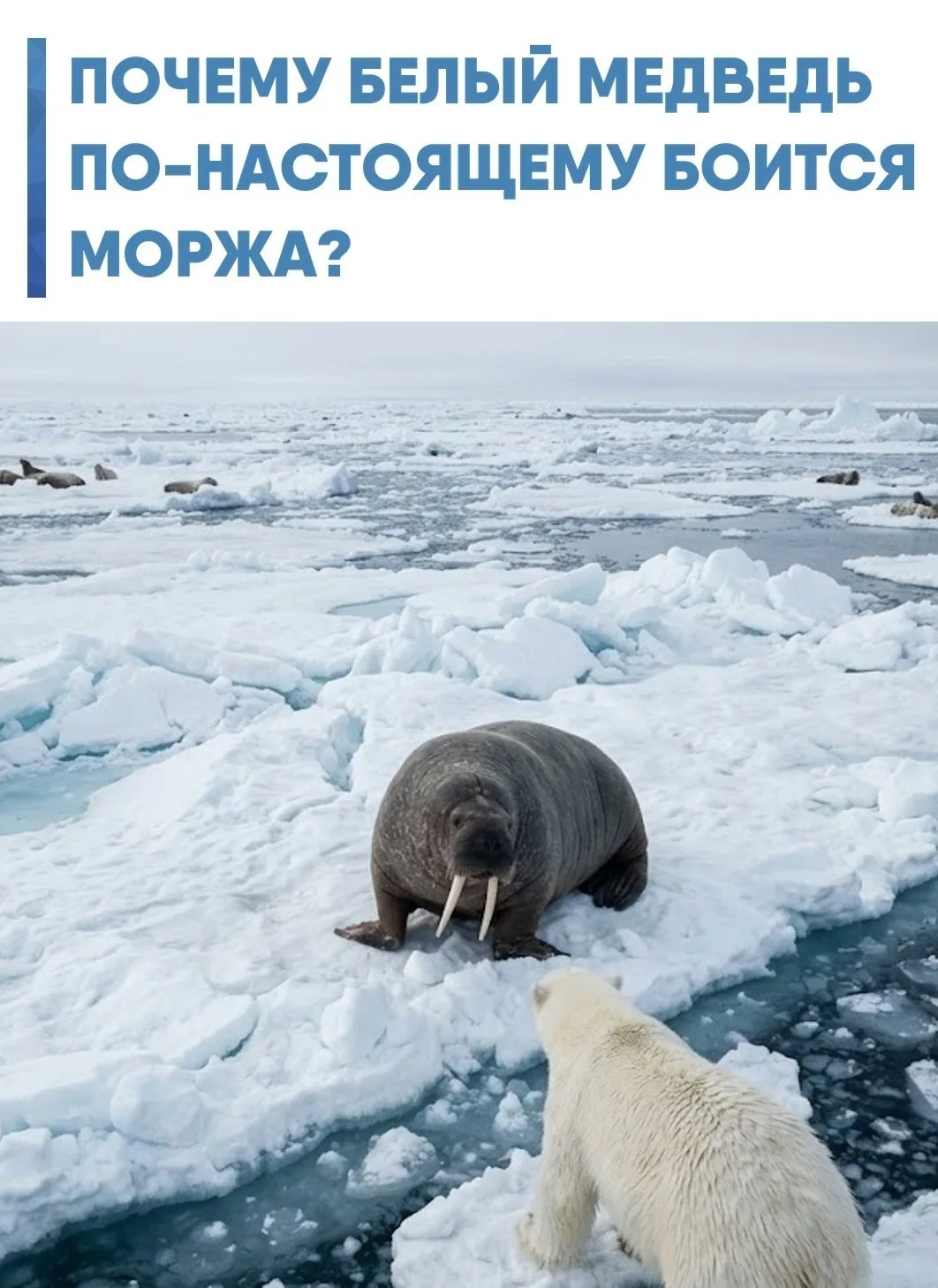 Белого медведя часто называют властелином Арктики, однако существует животное, с которы...