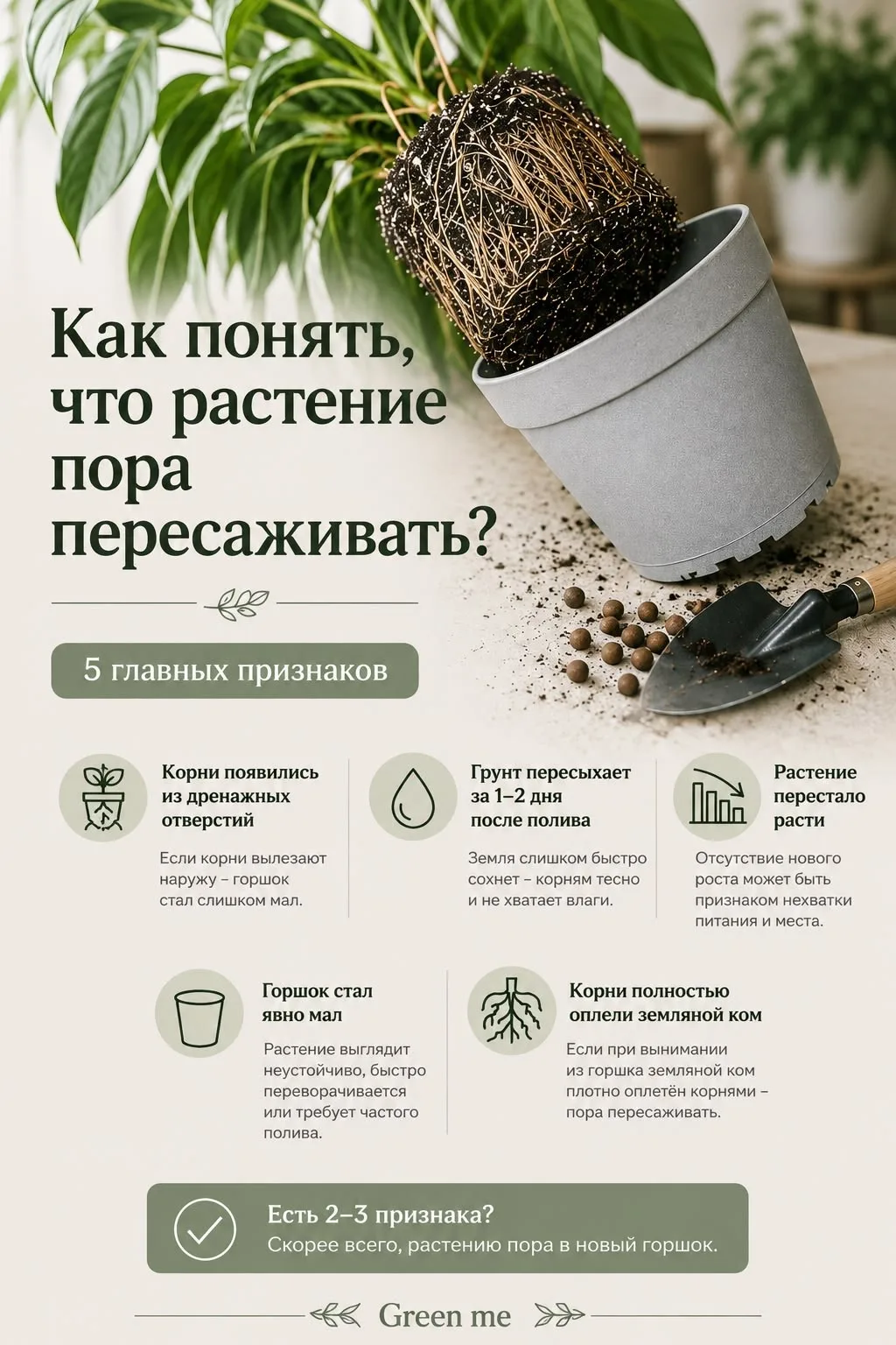 Как понять, что пора пересаживать растение? 🪴