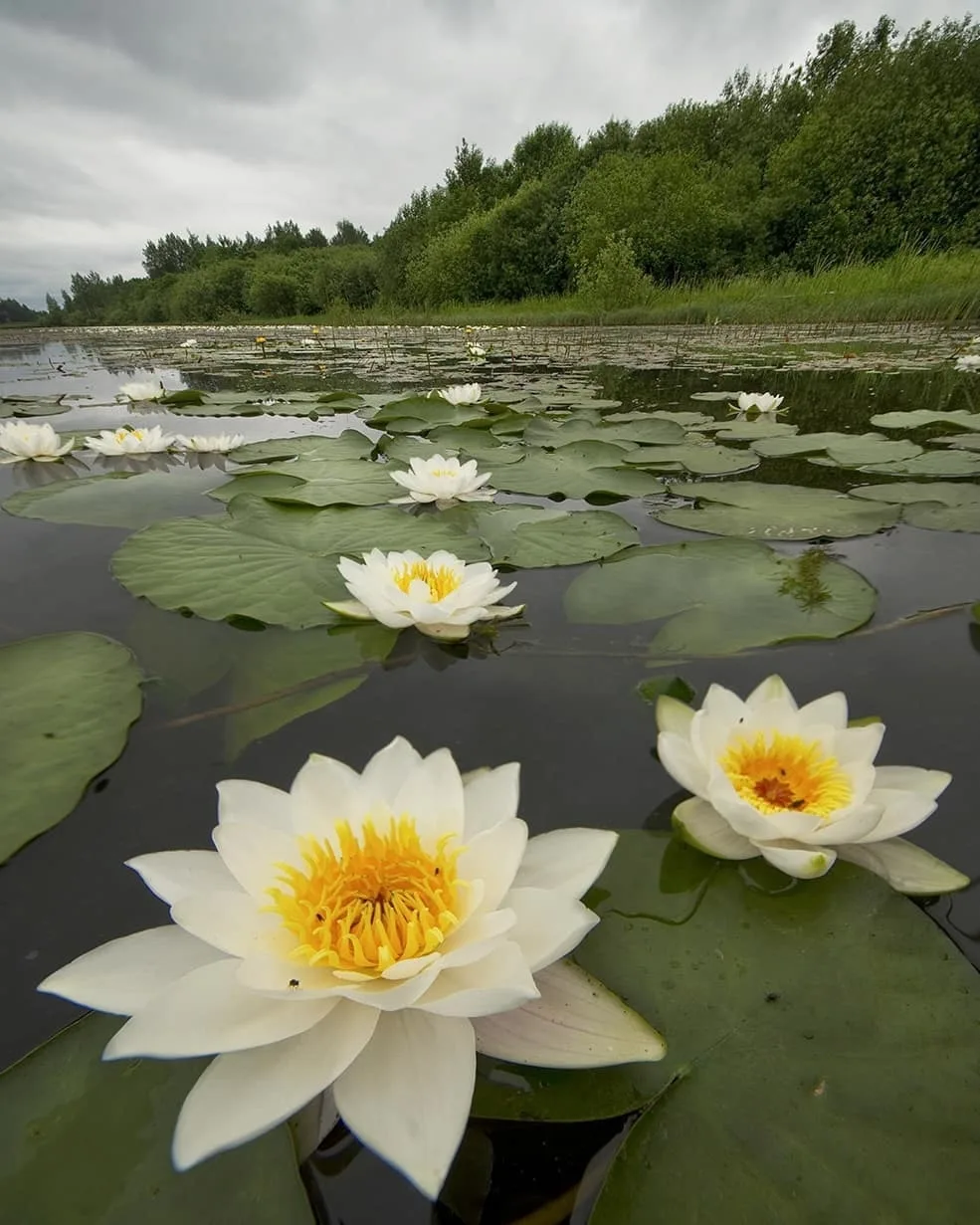 Водяные лилии.
📷 Петр Косых
