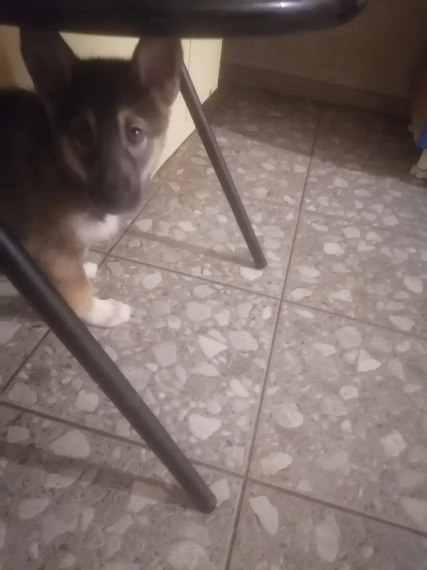 Отдам щеночка девочка, 2,5 месяцев. Кушает всё не прихотливая. Есть одно но, лапка пере...