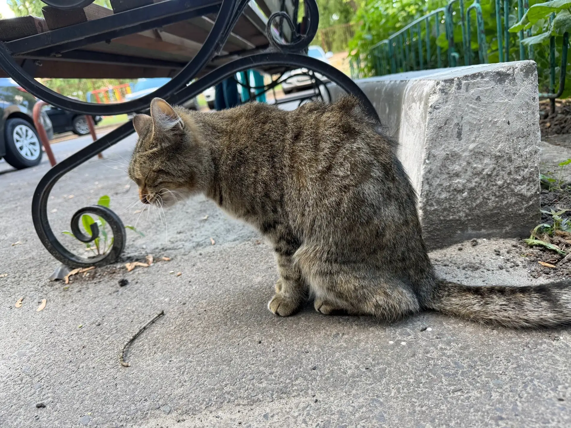 В Курчатове страдает кошка.
