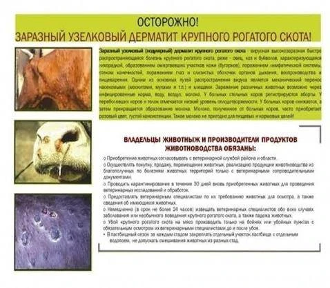 Памятка для населения по нодулярному дерматиту животных!