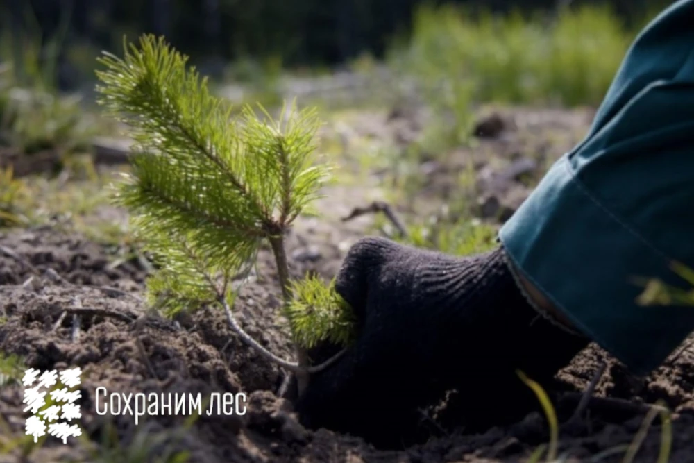 🌲 Тюменская область присоединится к акции «Сохраним лес»