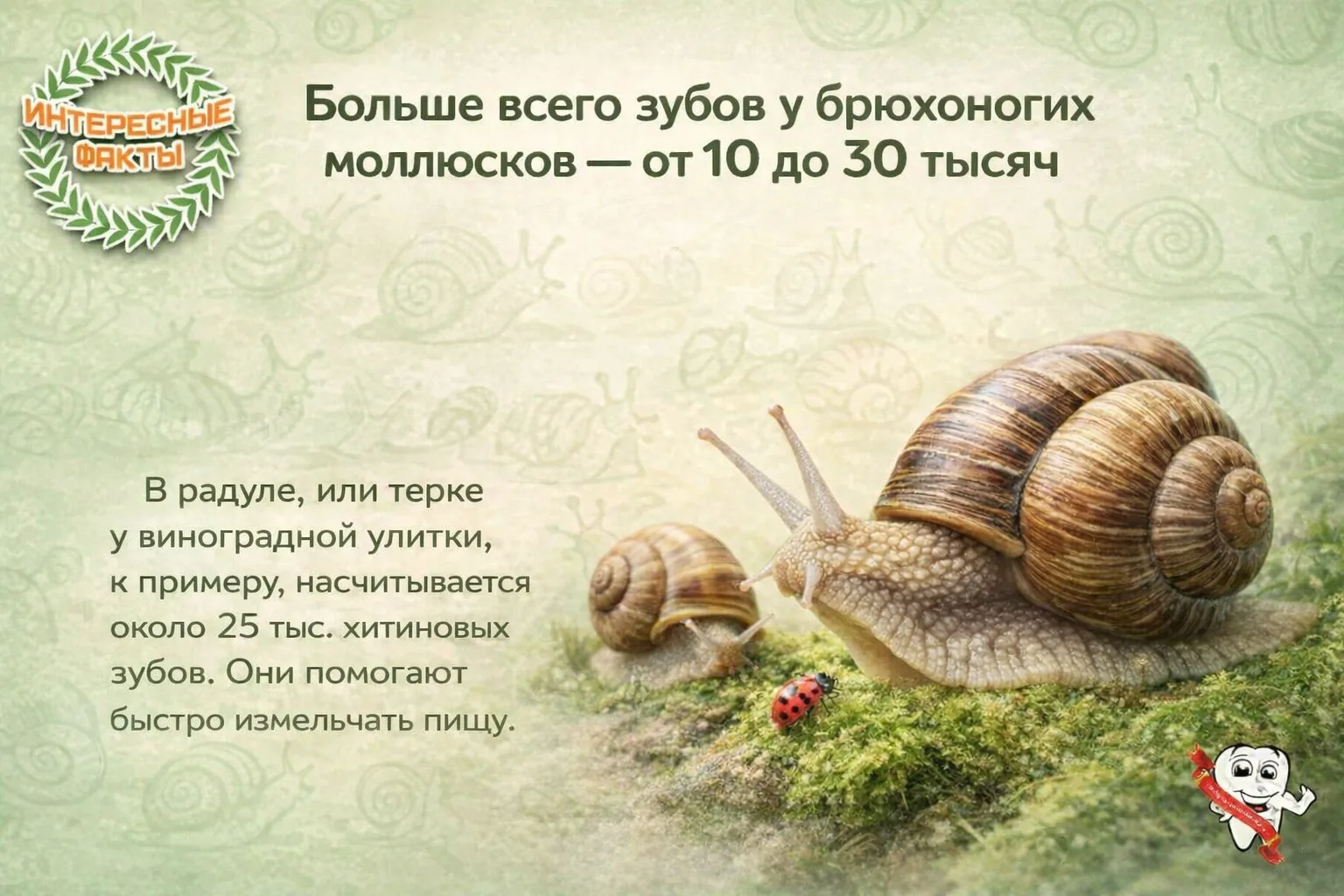 📌 У собак 42 зуба, у кошек 30, у свиньи 44 зуба, а у броненосца 104 зуба. Однако, у ул...