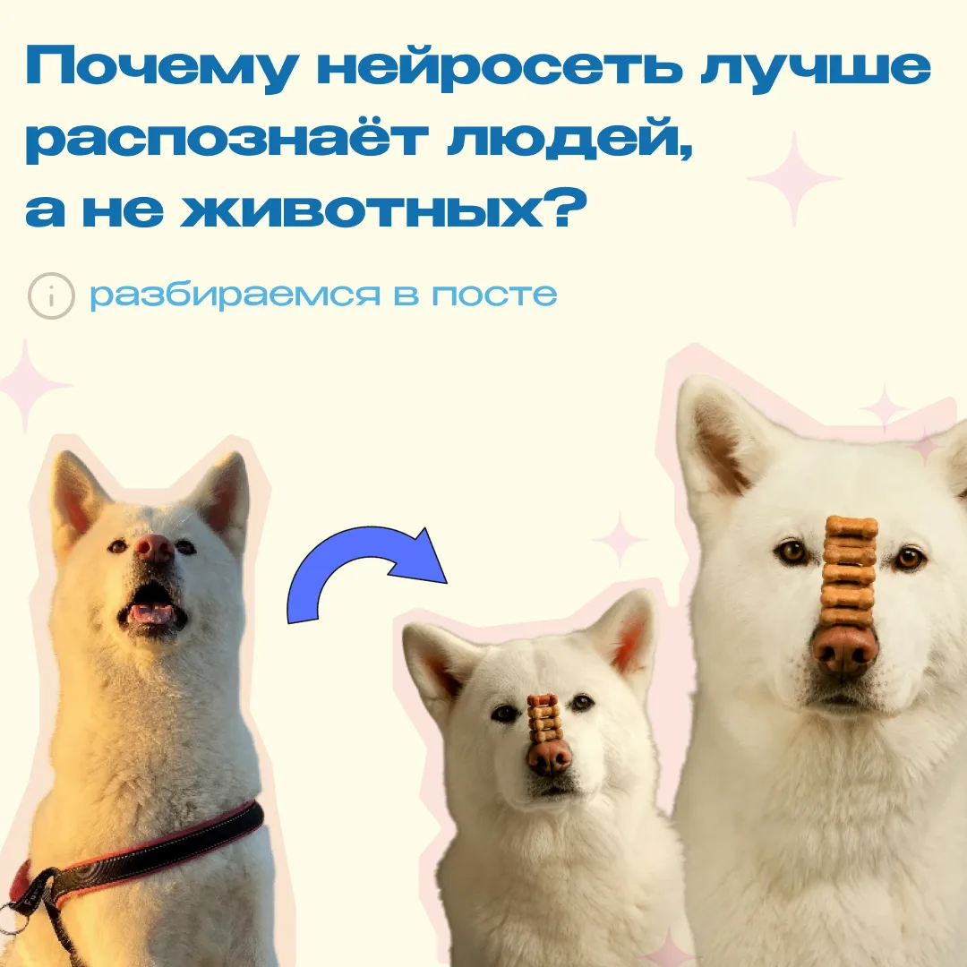Недавно сотрудник Минцифры хотел сделать фотосессию для своей собаки с помощью нейросети, но столкну