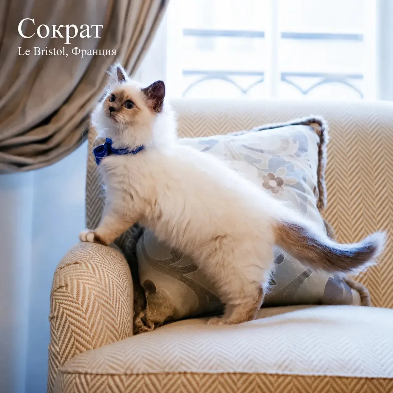 😻 6 котов, которые стали звездами отелей