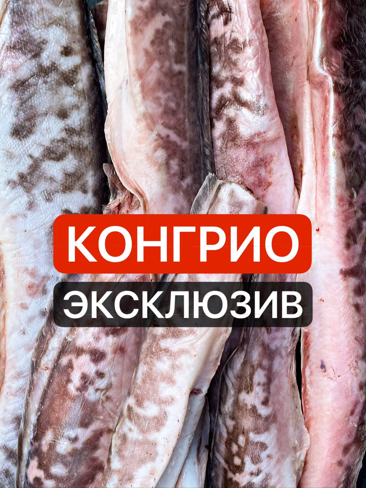 А вы знаете, что у нас есть эксклюзивнейшая рыба? 😍🐟
Знакомьтесь - КОНГРИО 🔥

Этих красавиц еще н