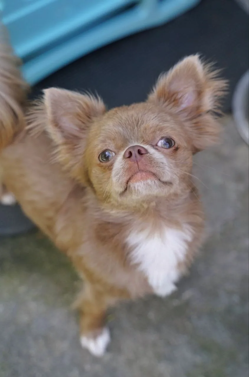 Ищет дом невероятный Лютик — мальчик, в которого невозможно не влюбиться! 🐶✨  Москва и МО  Знакомьте