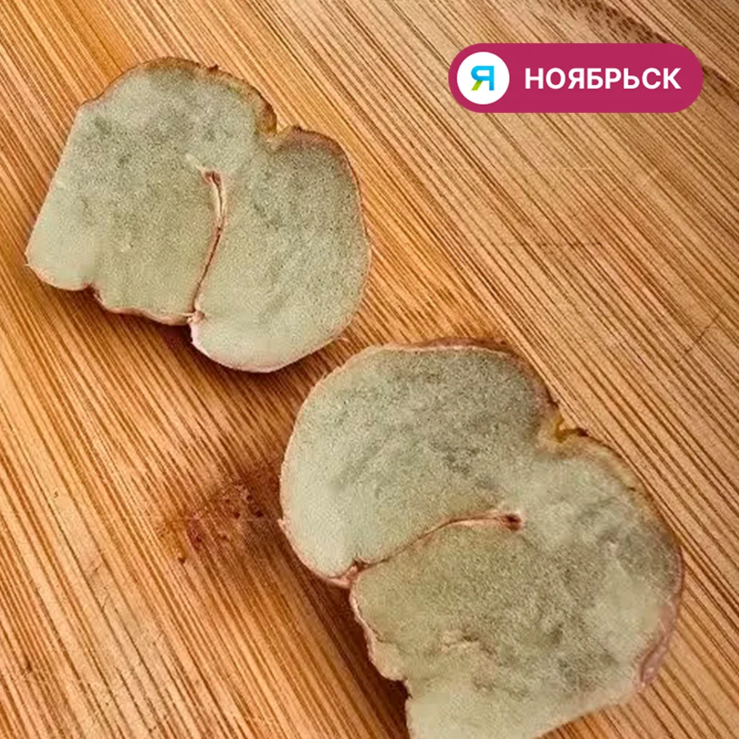 🍄 Белый трюфель в ноябрьском лесу? Ученые опровергли находку грибника