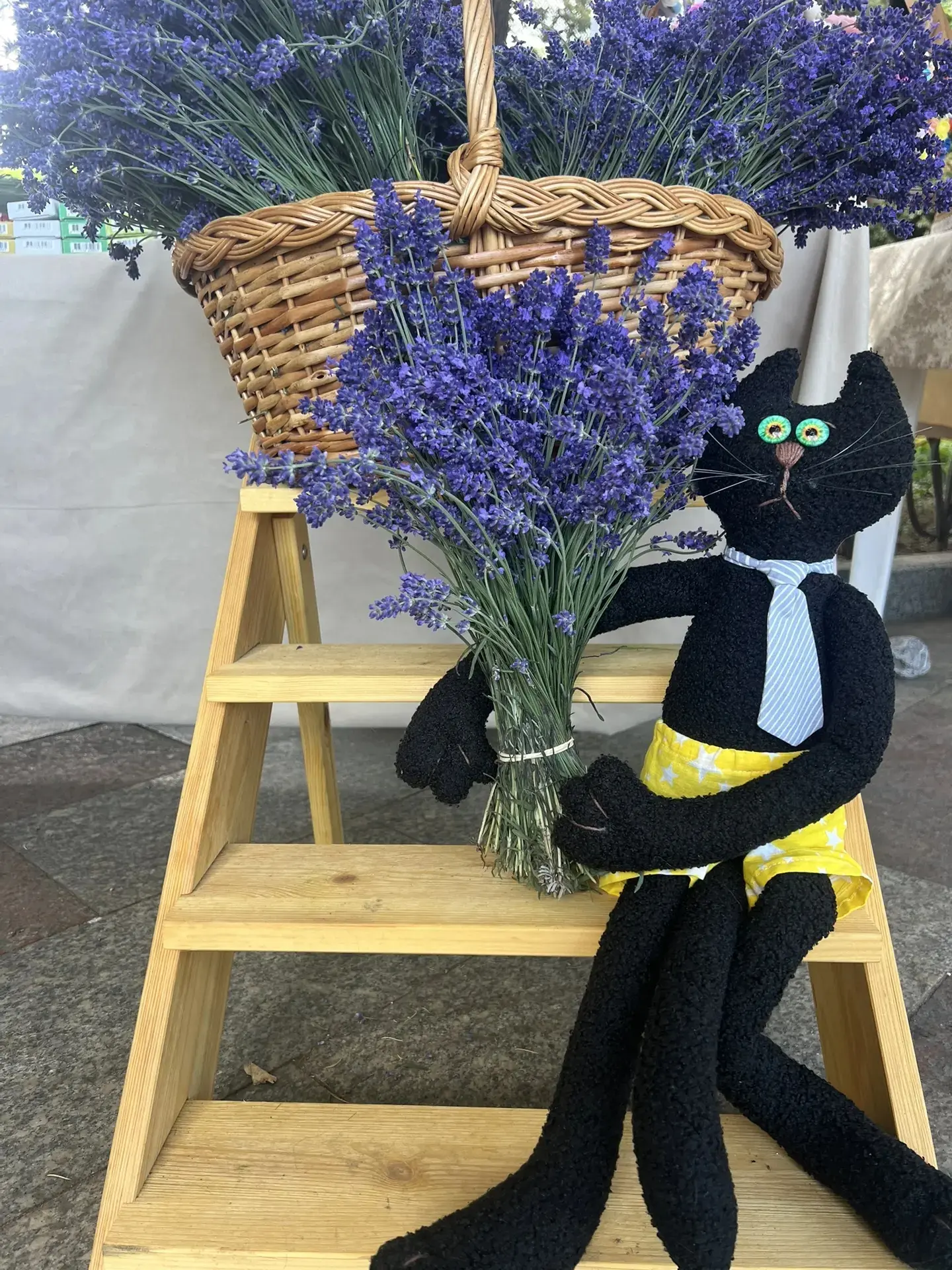 Котики обормотики😜