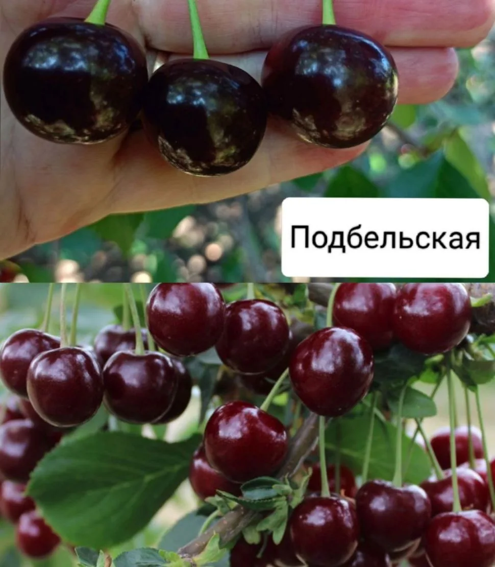 ❤️😲Вишня "Подбельская"
Ранняя, сочная, урожайная

Ягоды поспевают  в середине июля

🍒Ягоды крупные
