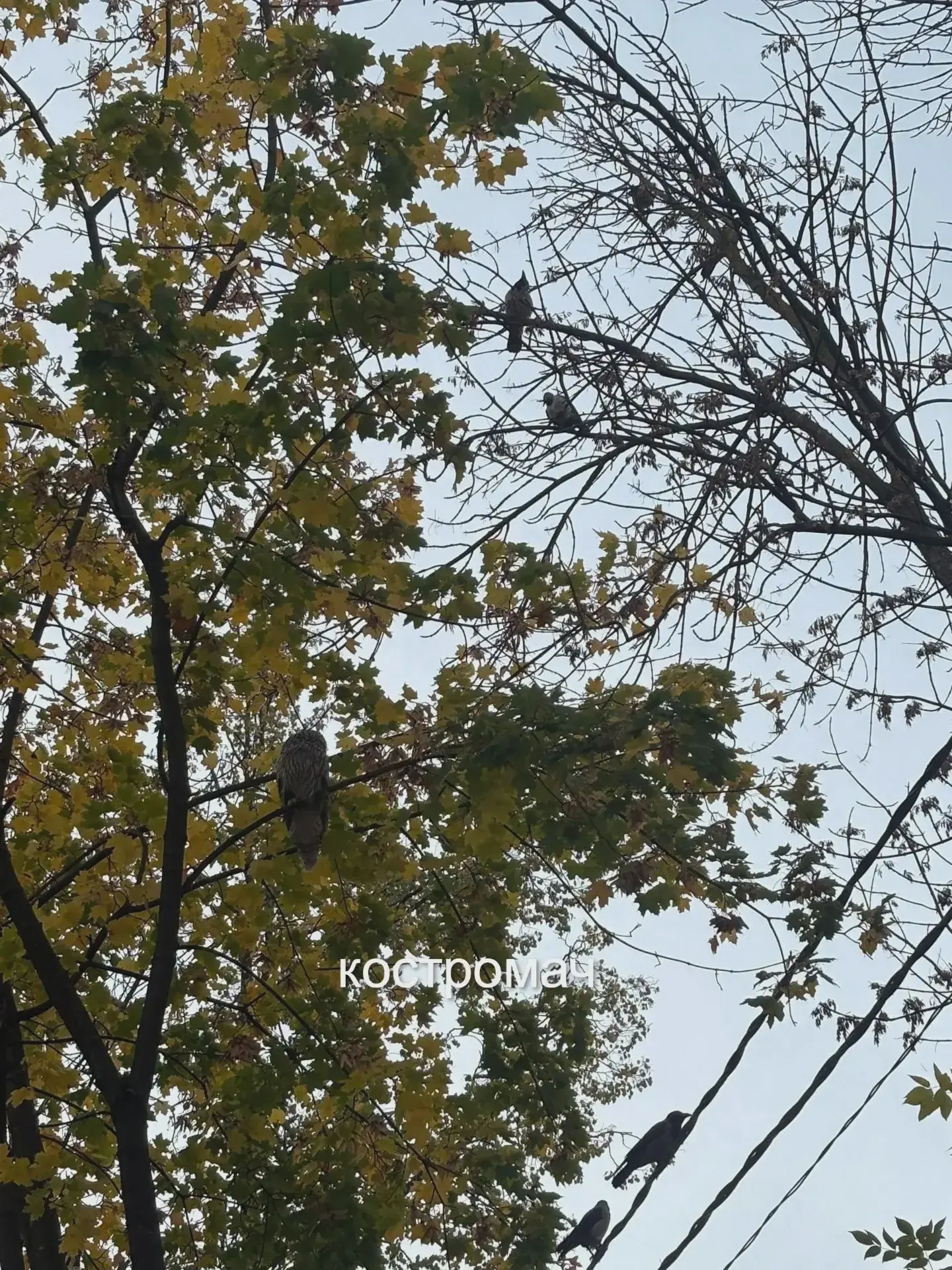 🦉 У костромской областной больницы заметили совёнка