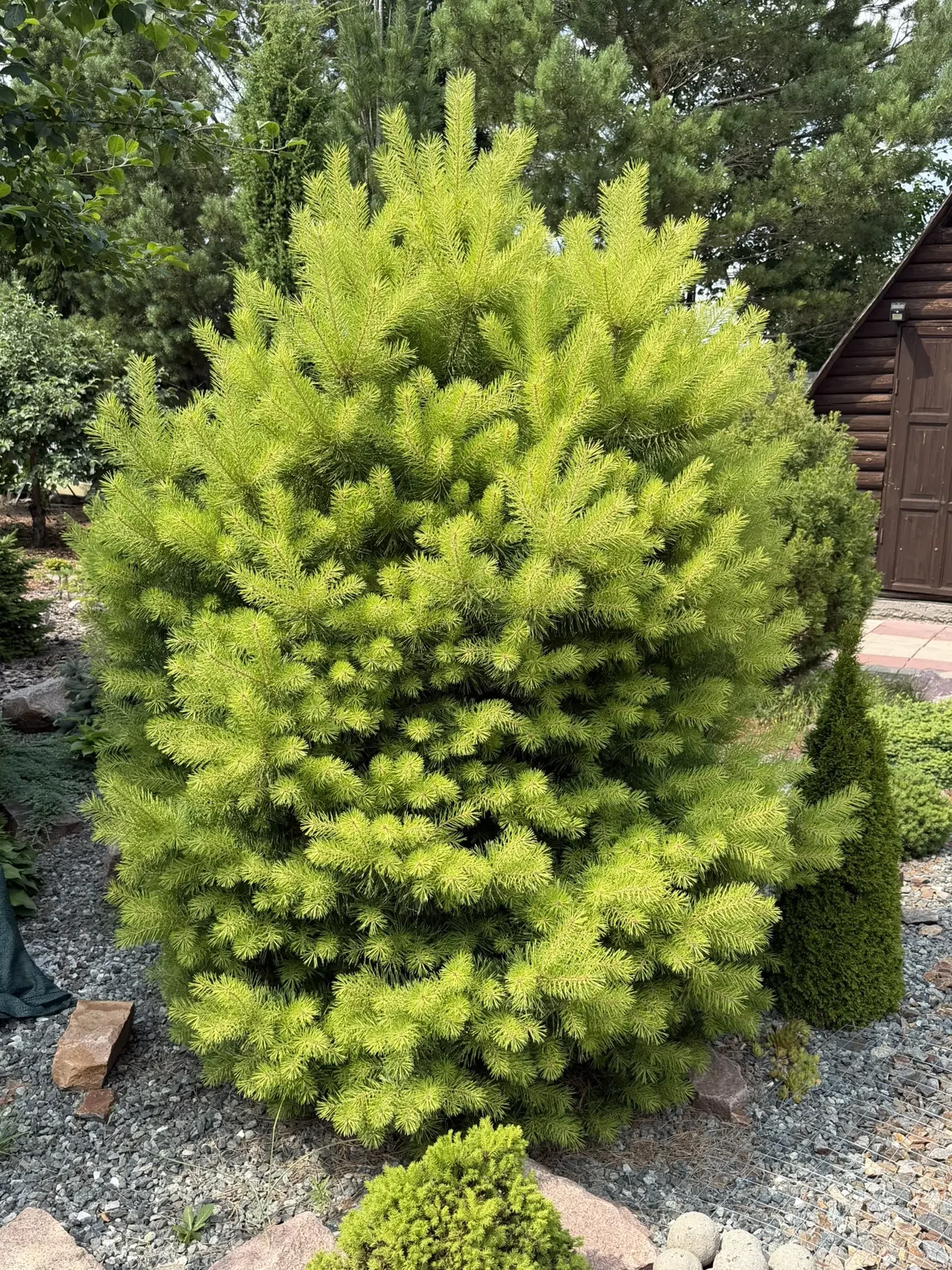 Pinus sylvestris 'Trollguld'