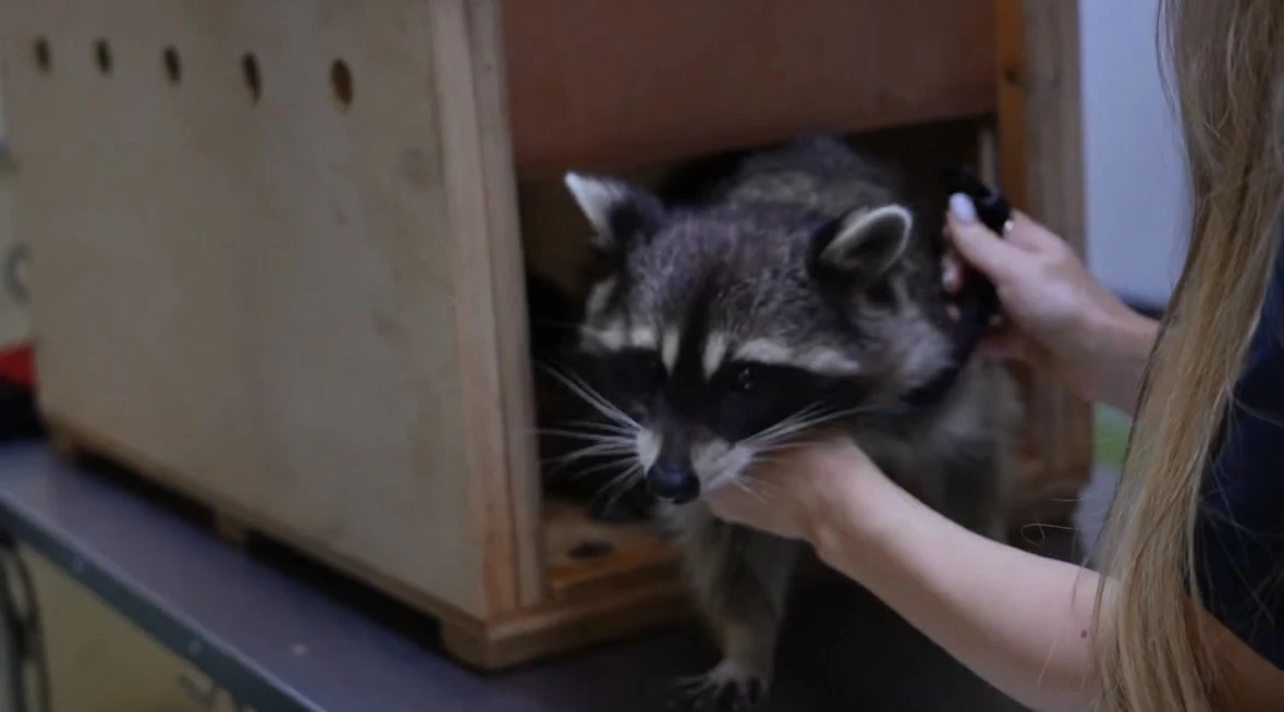 🦝Енот сбежал из дома и пробрался в школу в Москве.