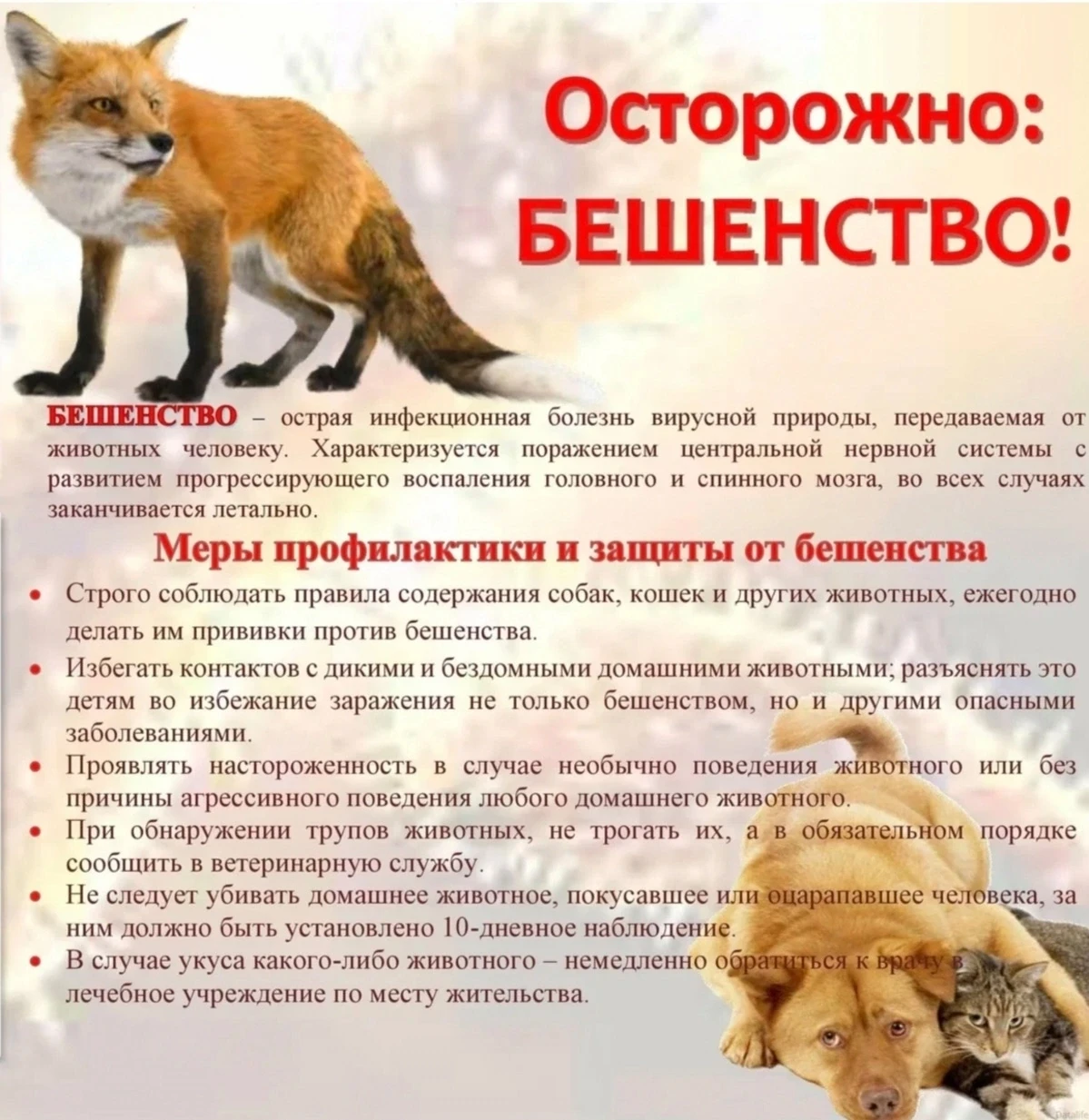 💉Каждую СРЕДУ в ОБУ "Чудовская райветстанция" БЕСПЛАТНАЯ вакцинация против бешенства. 💉