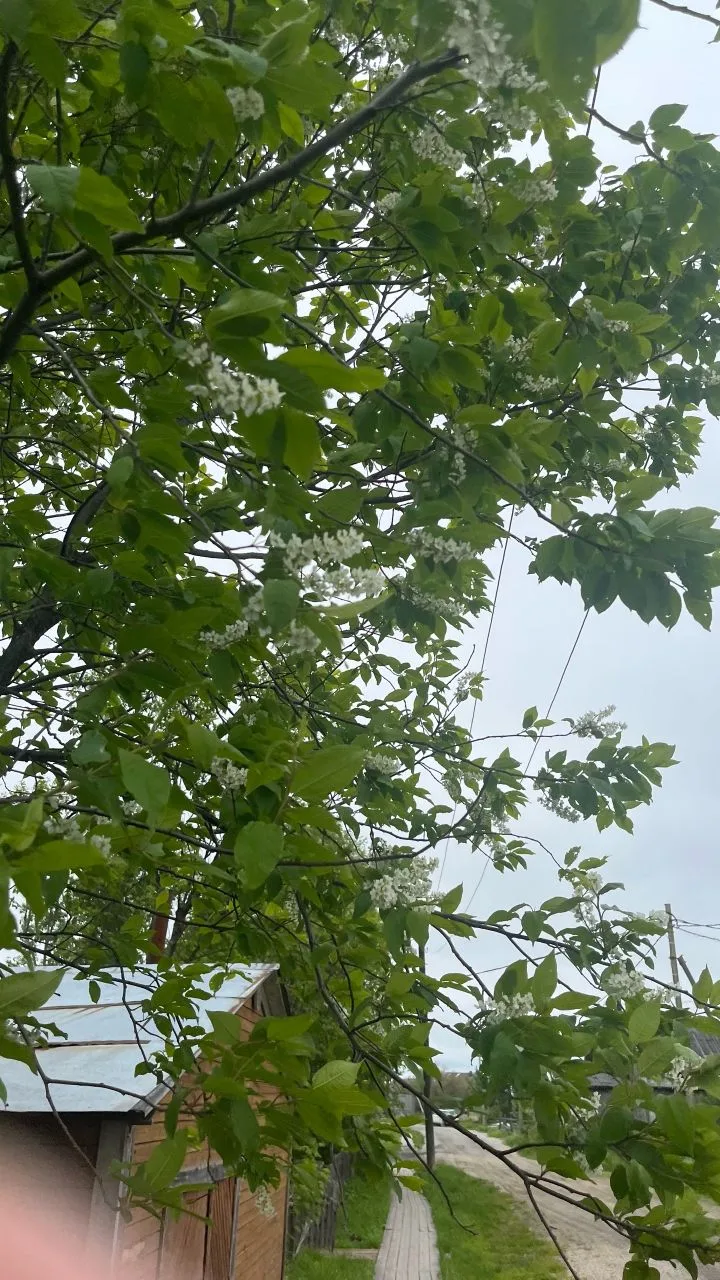 ☀️Зацвела черёмуха!  Воздух вокруг стал особенным — наполненным тем самым неповторимым,...