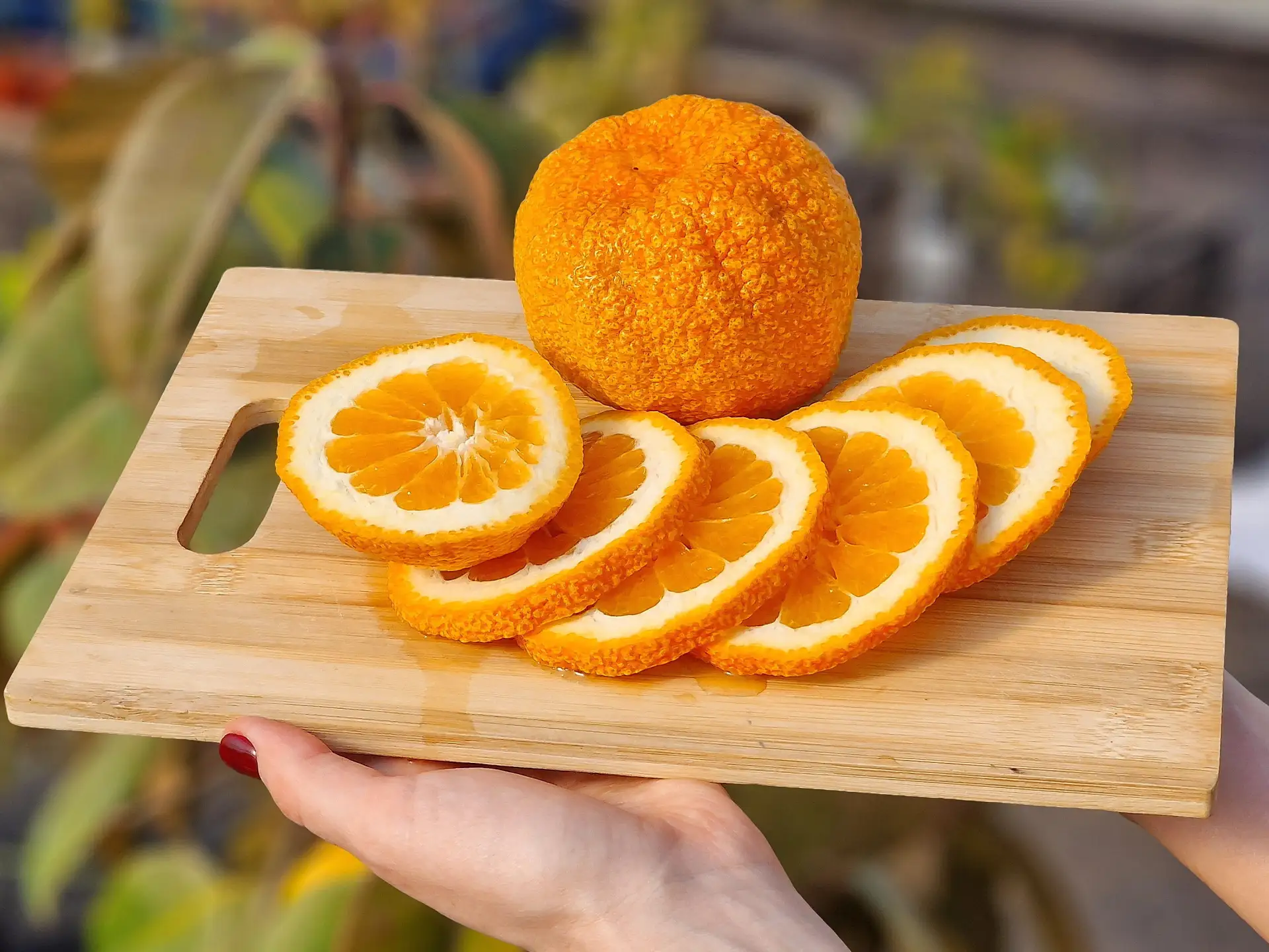 Дегустацию редкого гиганта - мандарина Кинг. 🍊 Один из самых крупных сортов мандаринов в мире! Этот 