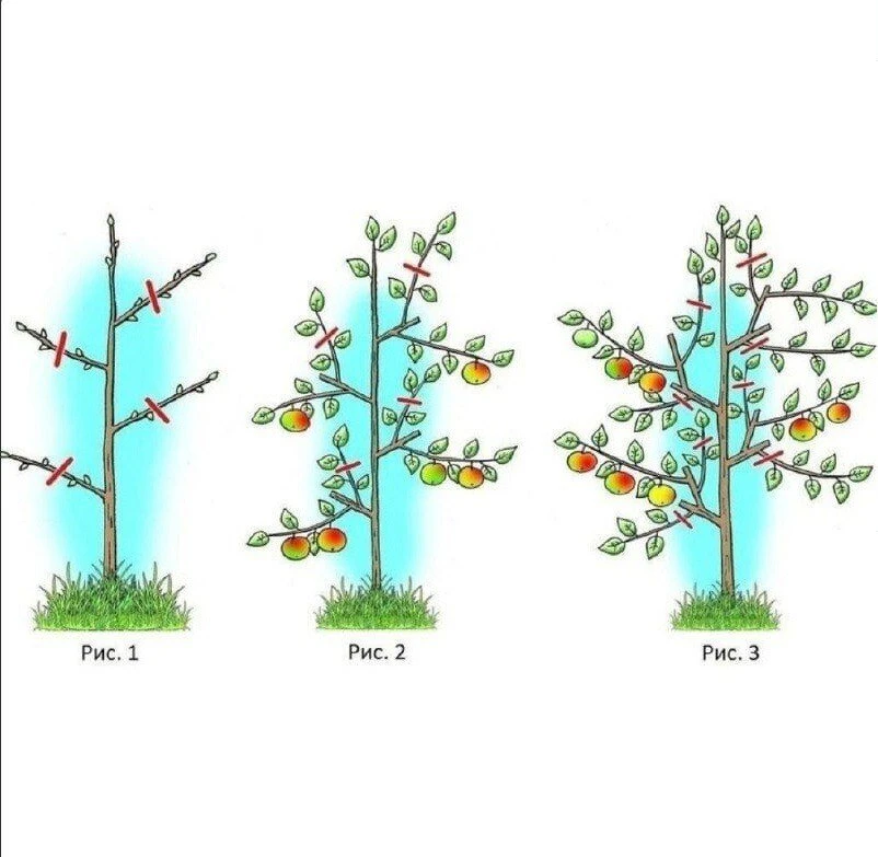 🌳 Обрезка плодовых деревьев: пошаговый план по годам 🌳

Хотите, чтобы ваши деревья росли крепкими,