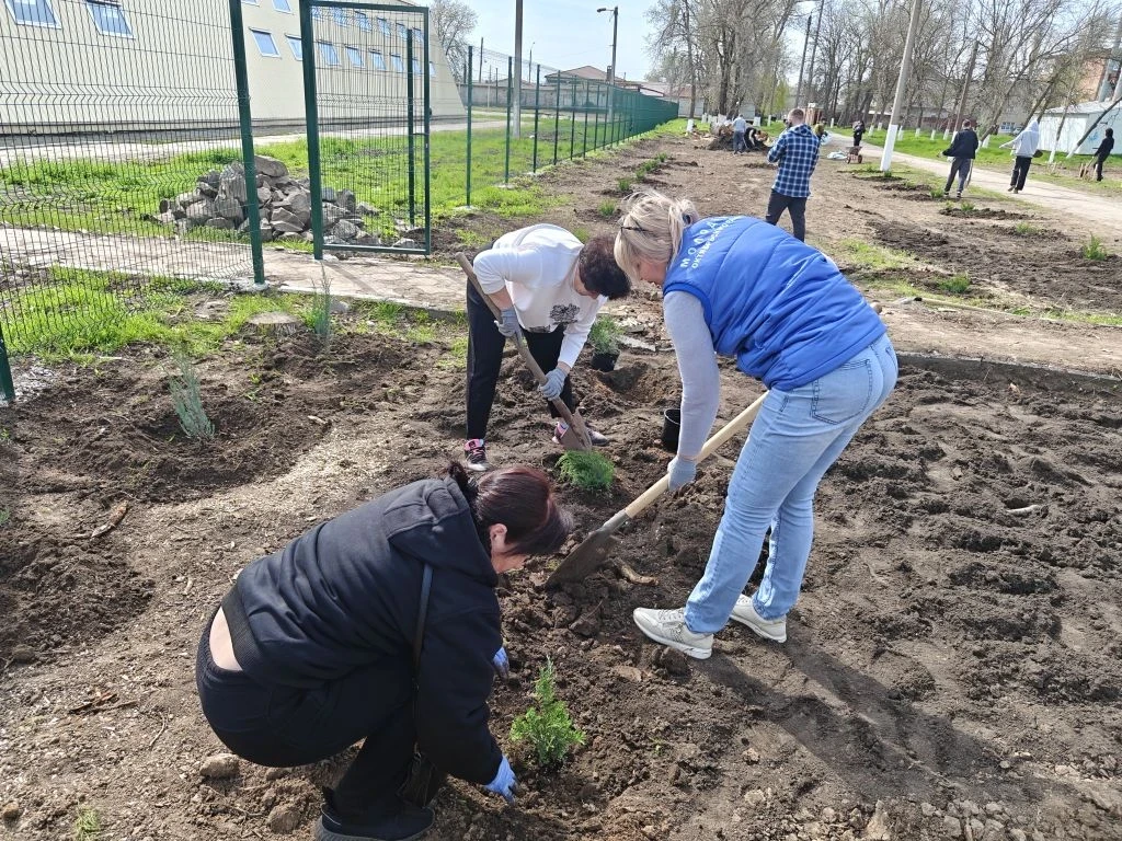 🌿 В СТАНИЦЕ КРИВЯНСКАЯ ВЫСАДИЛИ МОЖЖЕВЕЛЬНИКИ И ДРУГИЕ КУСТАРНИКИ В ДЕНЬ ДРЕВОНАСАЖДЕНИЯ  Сегодня, 1