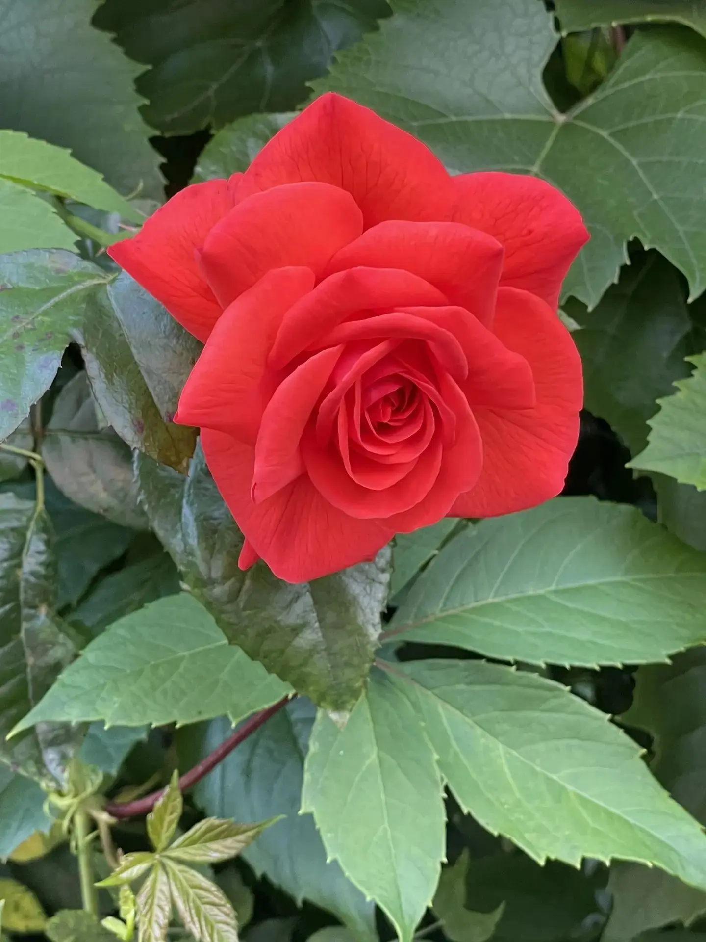 Немного вечерней красоты🌸🌺🌹
Цветы - это всегда прекрасное завершение дня🌄
Спокойной ночи! Сладки