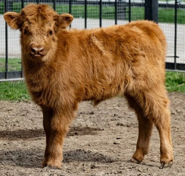 🐮 В ивановском зоопарке выбрали имя телёнку хайленда  Малышка родилась в апреле, а в начале мая зооп