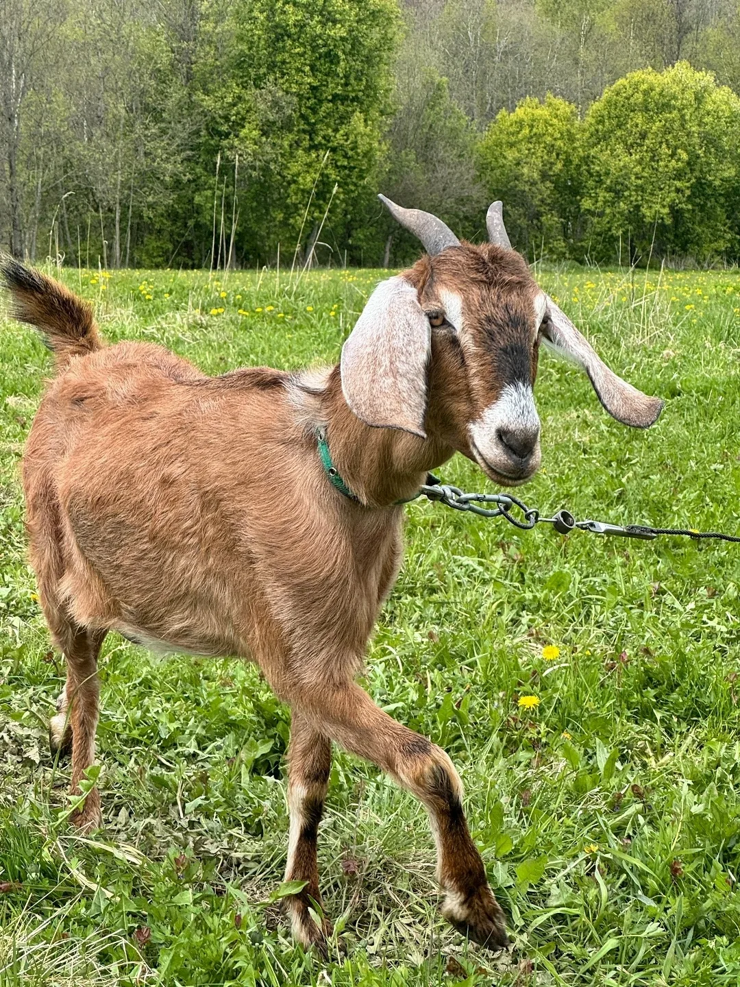 📌Оспа овец🐑 и коз🐐 — высоко контагиозная особо опасная болезнь, характеризующаяся лихорадкой и об