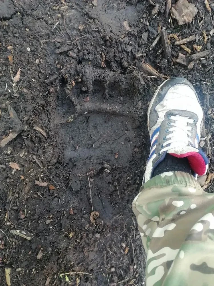 В Туве 10 июня завершается весенний сезон охоты на медведя

Охотники, получившие разрешение на добыч