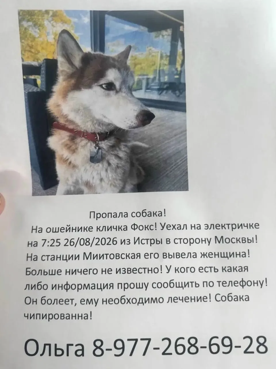 ПРОПАЛА СОБАКА! СРОЧНО!