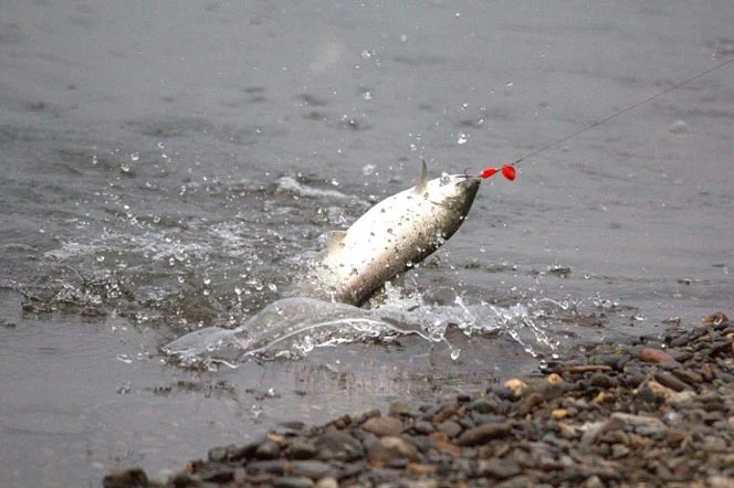 Лов лосося на Аваче продлен на 3 дня 🎣