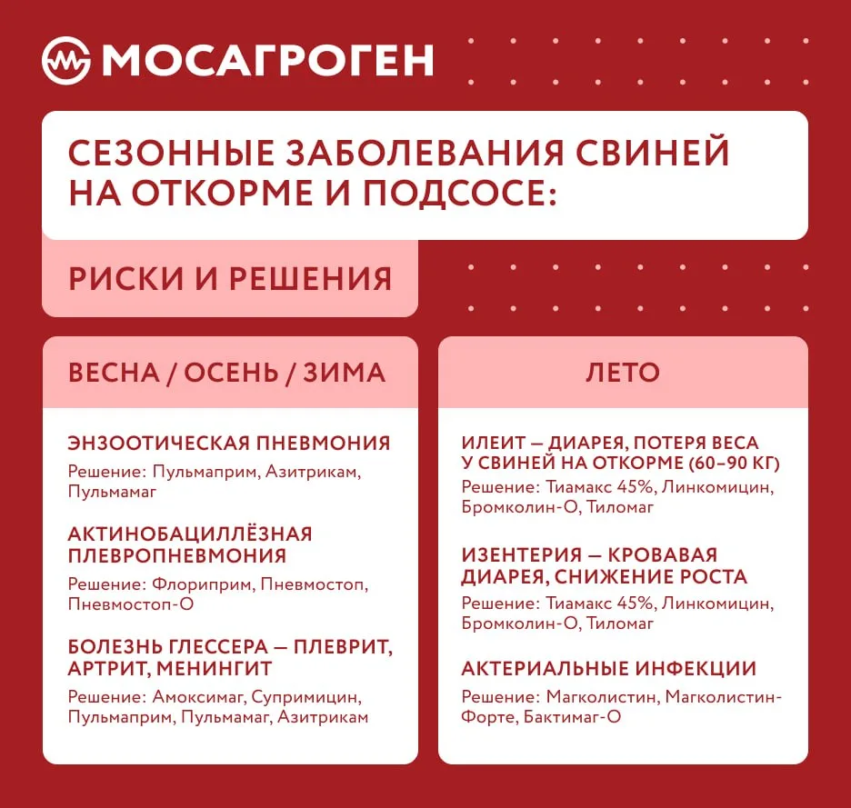🌡 Сезонные заболевания свиней на откорме и подсосе: риски и решения