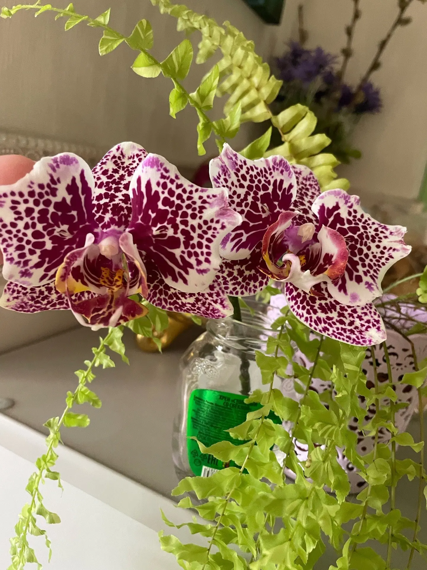 Phal. Dragon Maple