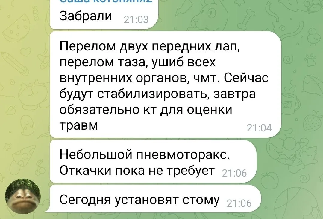 Новости о вчерашнем котёночке разместить не удалось ввиду отсутствия интернета😔 вот так обстоят у бе