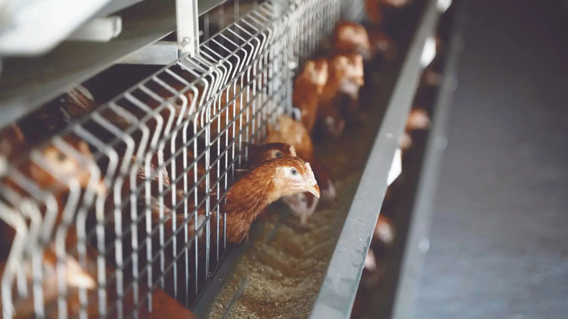 🐔🥚По итогам 8 месяцев 2026 года в Республике Башкортостан произвели 834,1 млн штук яи...