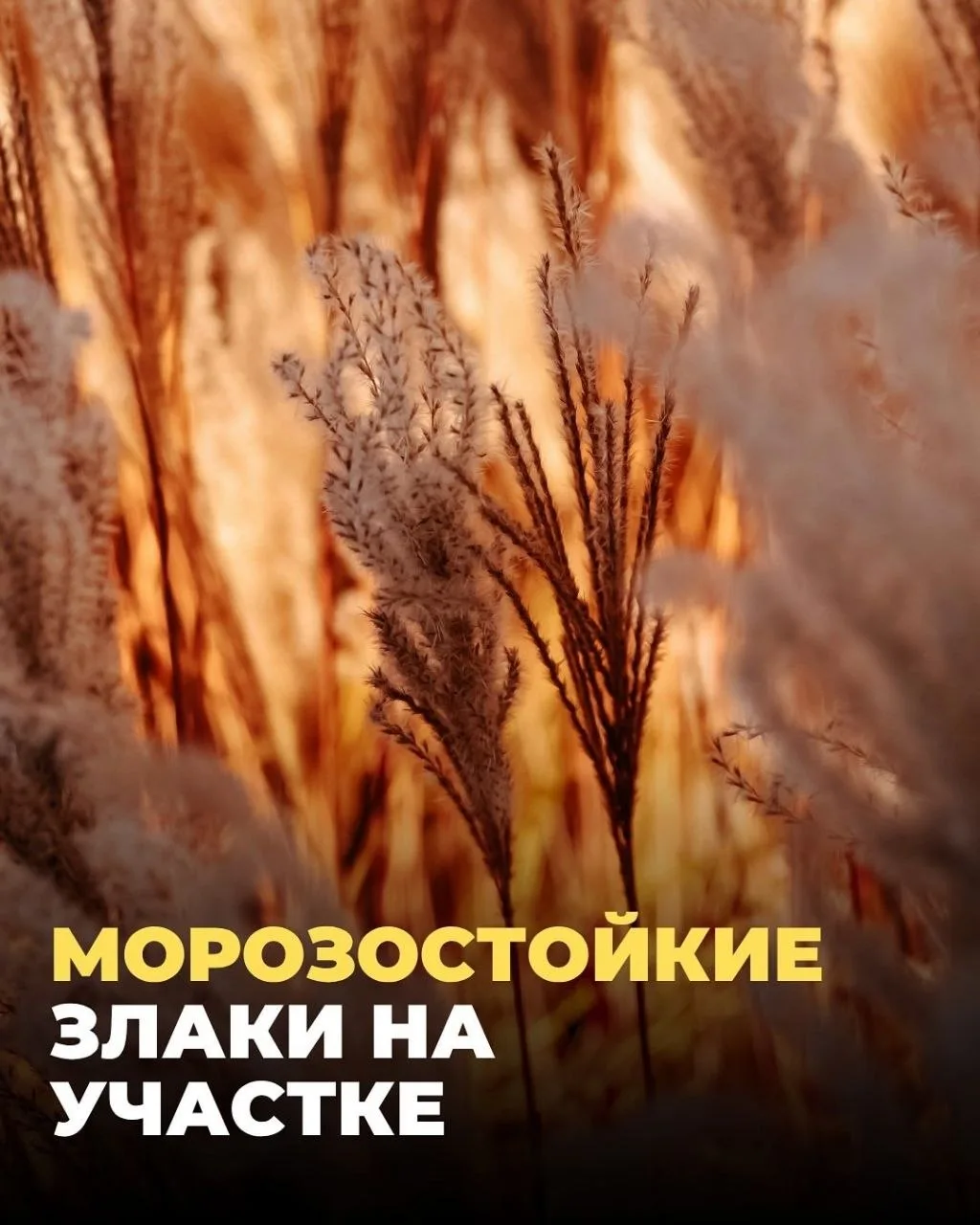 Морозостойкие злаки