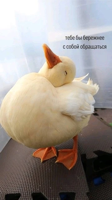 Откровенно: я сегодня на всё забила

План был: практика, дела, полезный вечер. А я села на диван и п