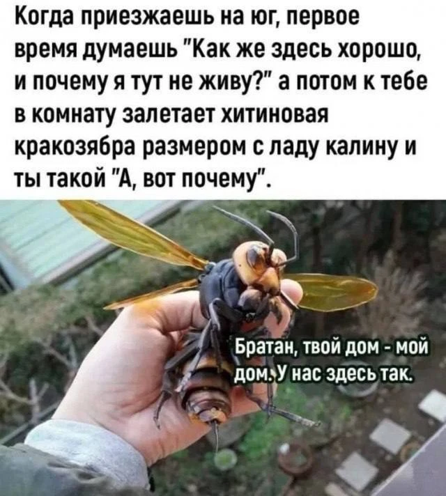 Кукуха в отъезде 🐦
