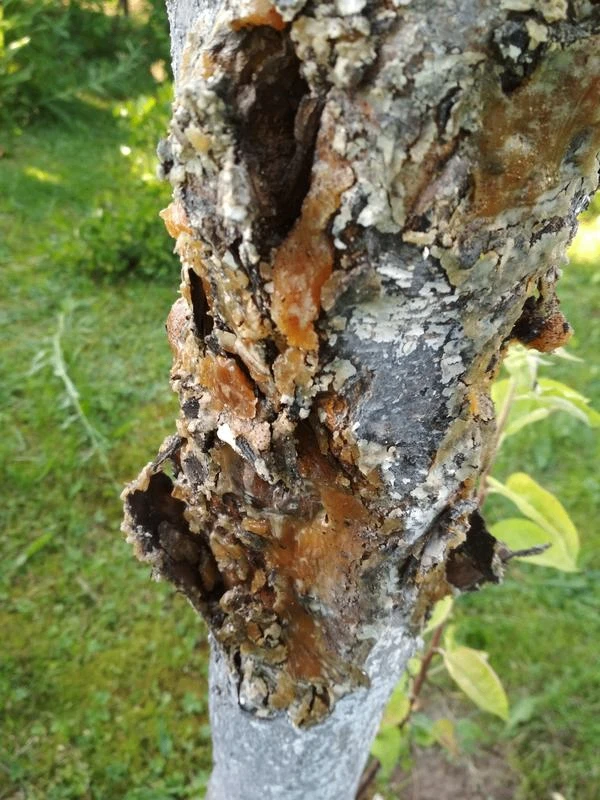 🌳 Если трескается кора деревьев вам поможет этот рецепт

👉 Если у ваших яблонек, груш или слив ста