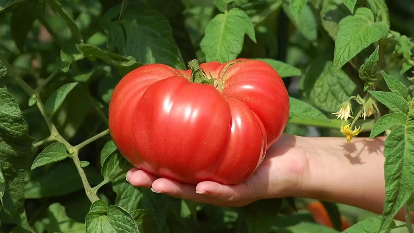 🌿🍅 Настой окопника — это не просто трава, а калийная подкормка для томатов.