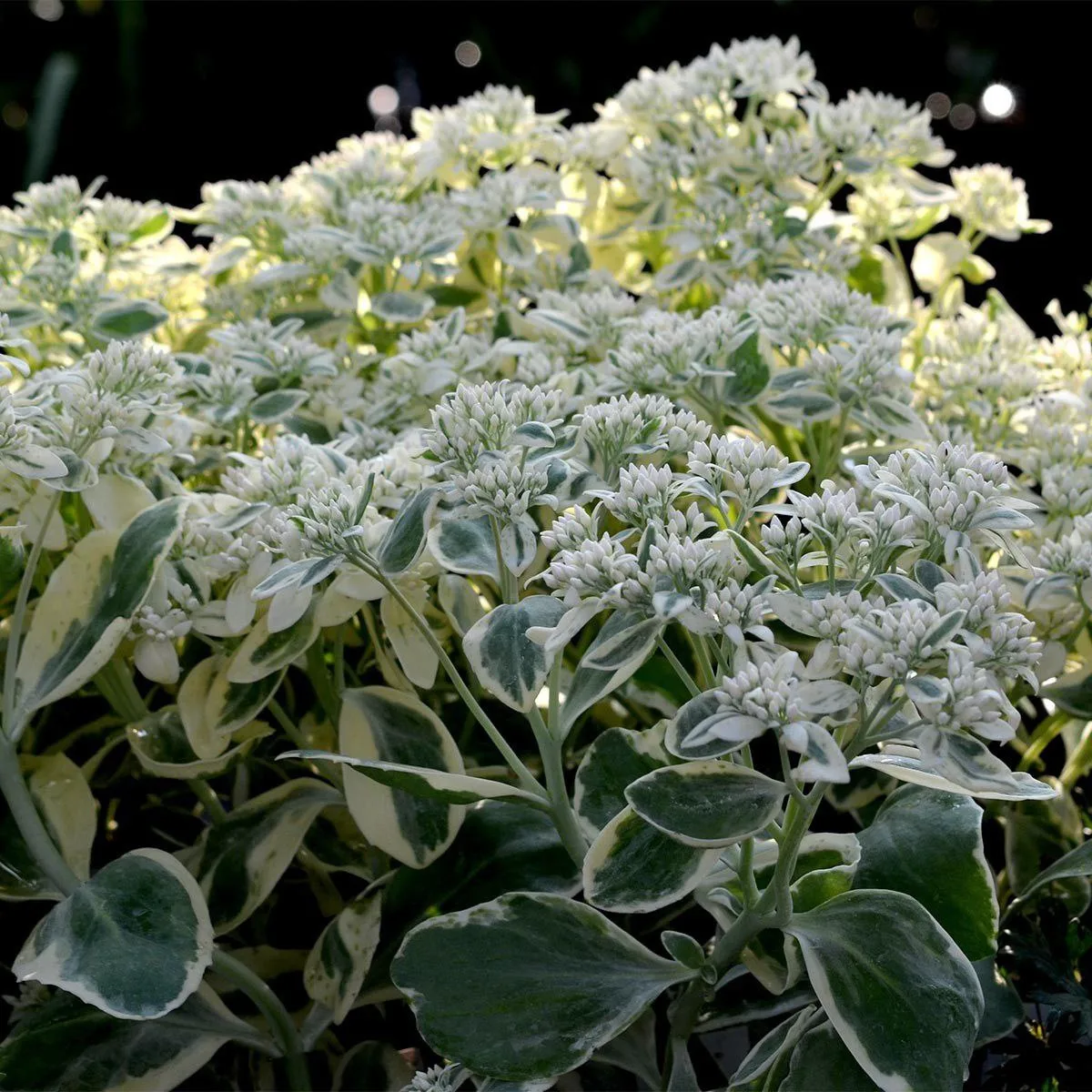 Седум Фрости Морн Sedum Frosty Morn! 🌸
