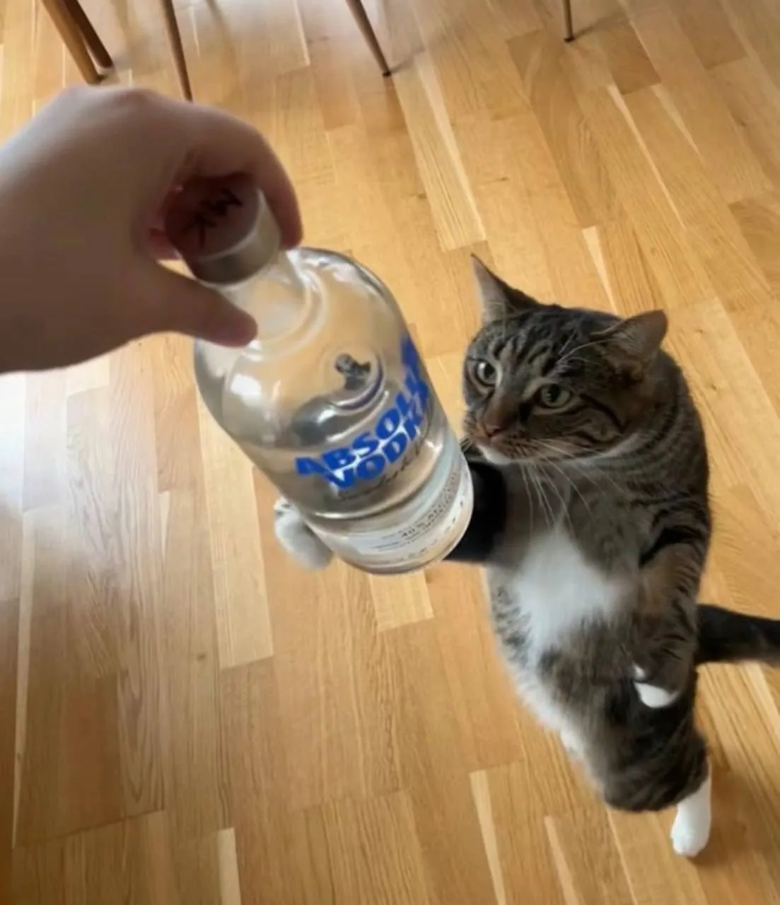 🤪 Сегодня День валяния дурака и День водкохлёбов