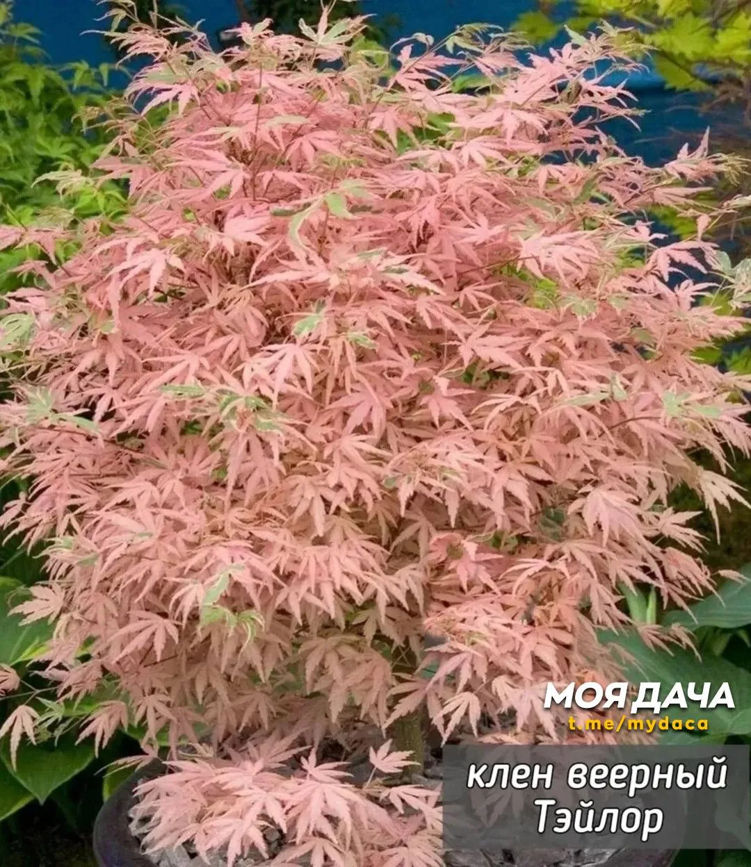 Клён веерный 🍁  Изящное дерево или кустарник, высоко ценимое в ландшафтном дизайне за красивую форму