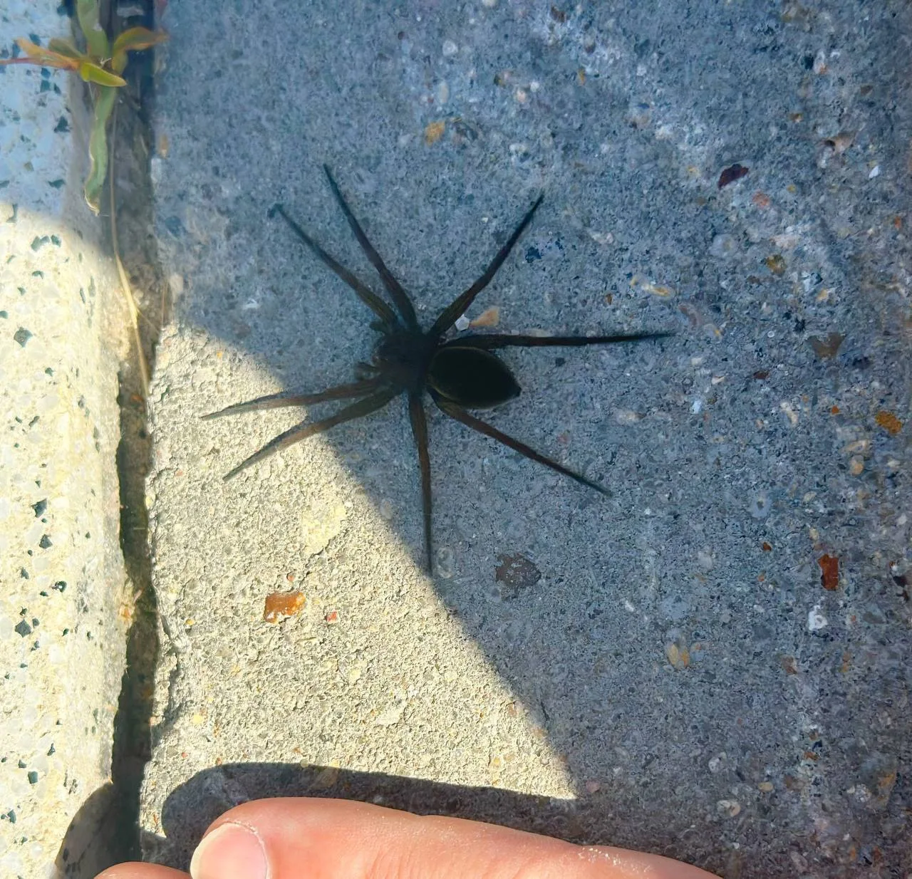 Арахнофобы держитесь 😣 🕷️