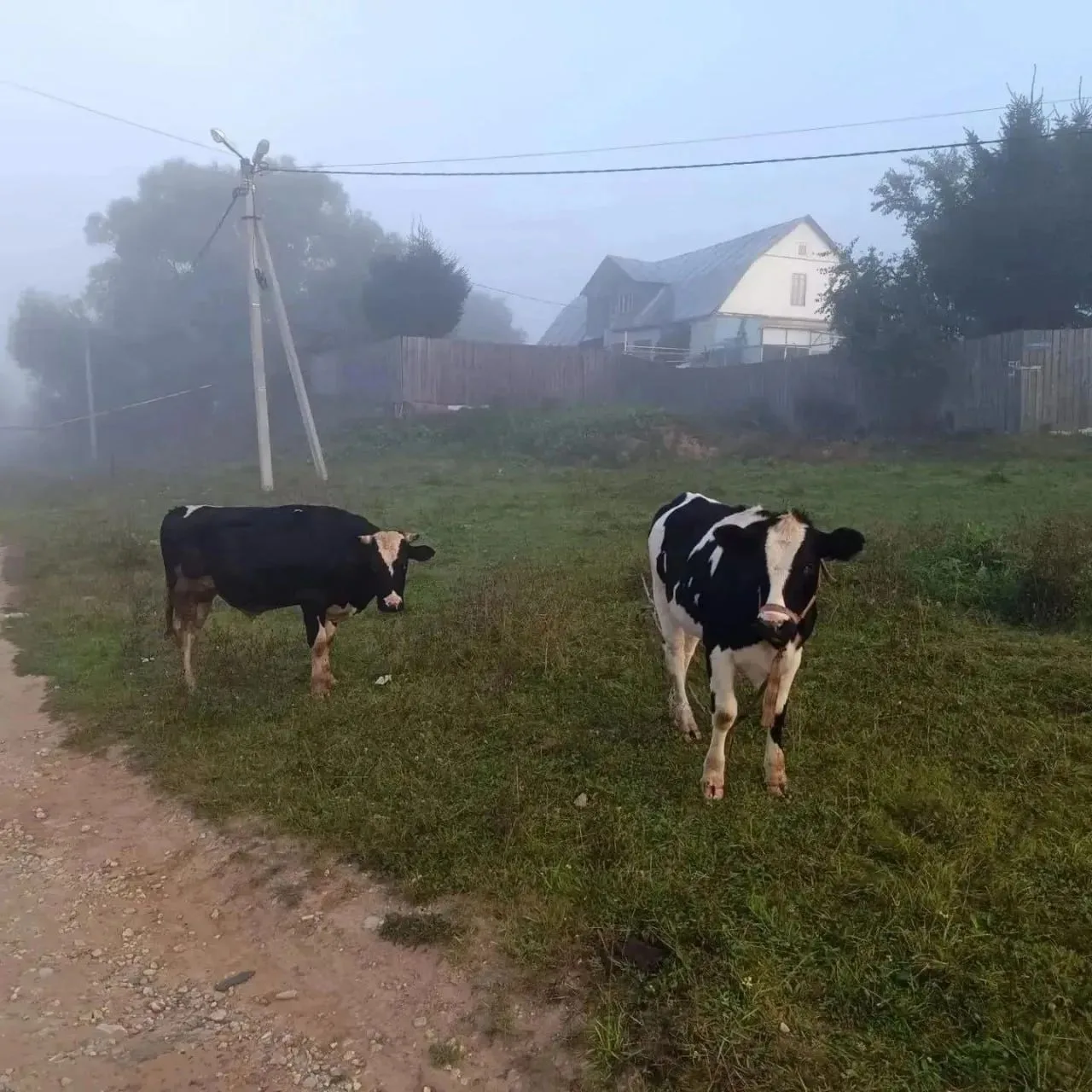 🐄 В Калуге три человека оштрафованы за гуляющих коров и лошадей
