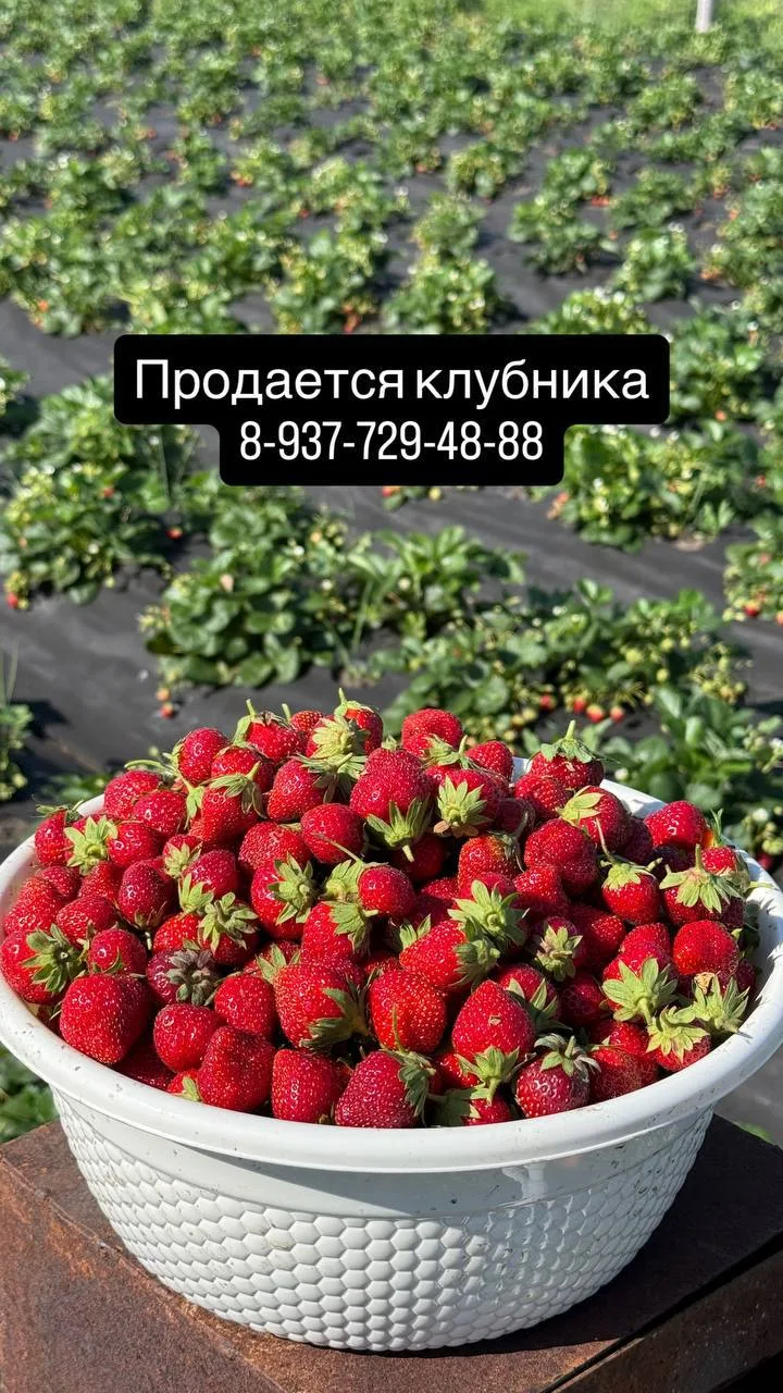 🍓Продается клубника