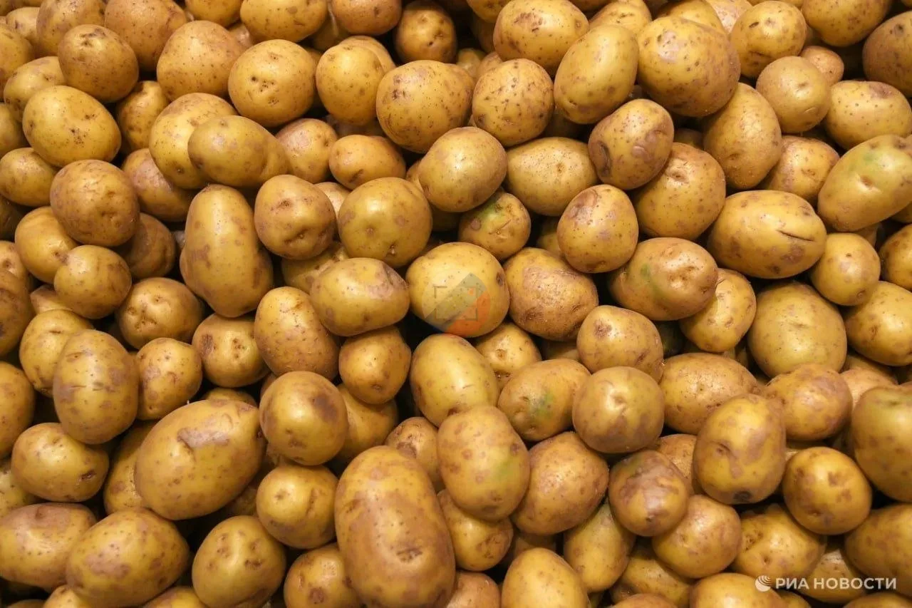 🥔 Россия по итогам 2025-го года вышла на полную самообеспеченность картофелем, а по ср...