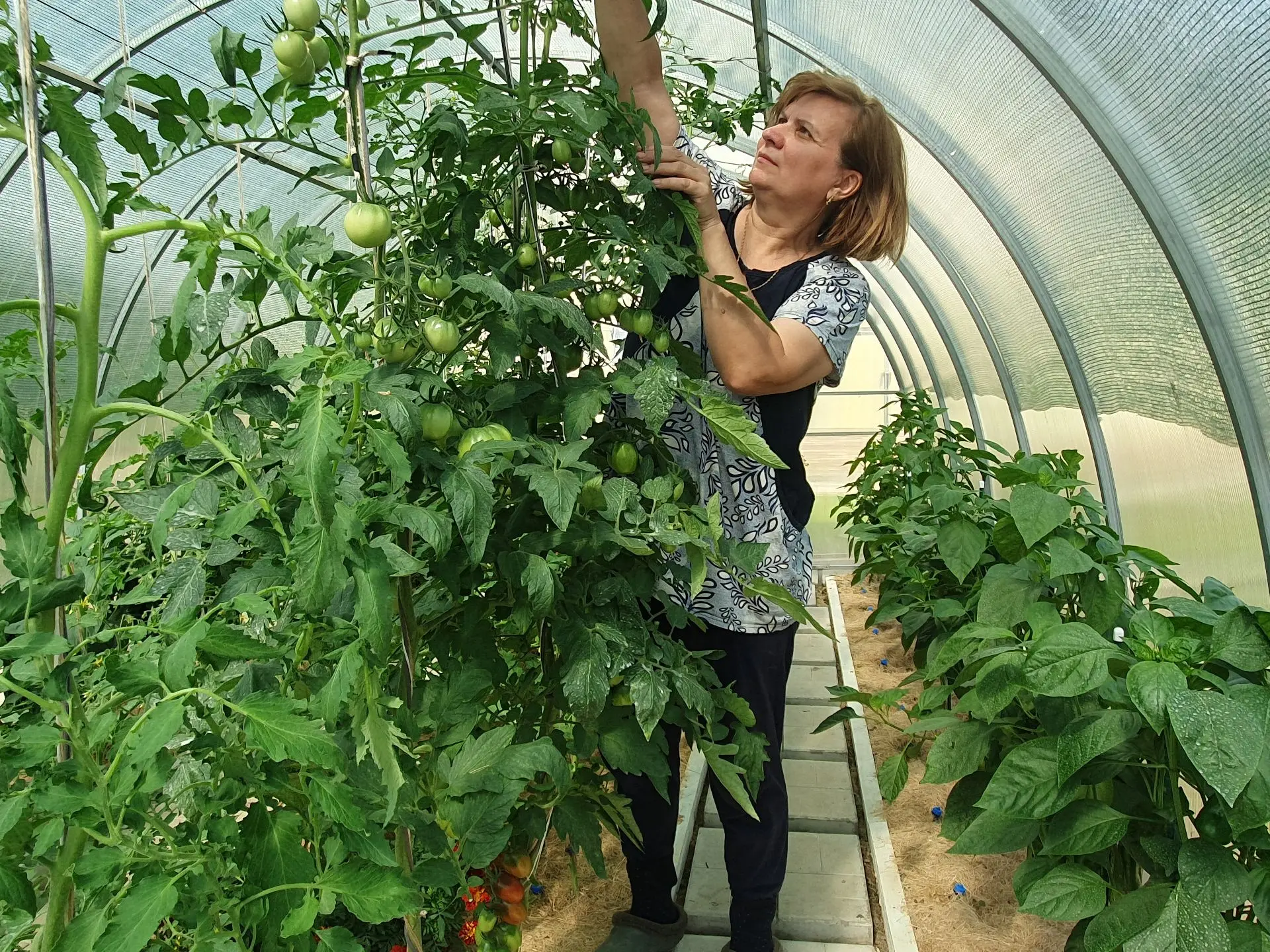 🌱 НУЖНО ЛИ УЖЕ СЕЙЧАС ПРИЩИПЫВАТЬ ВЕРХУШКИ ТОМАТОВ? МНОГИЕ ДЕЛАЮТ ЭТО СЛИШКОМ РАНО - И...