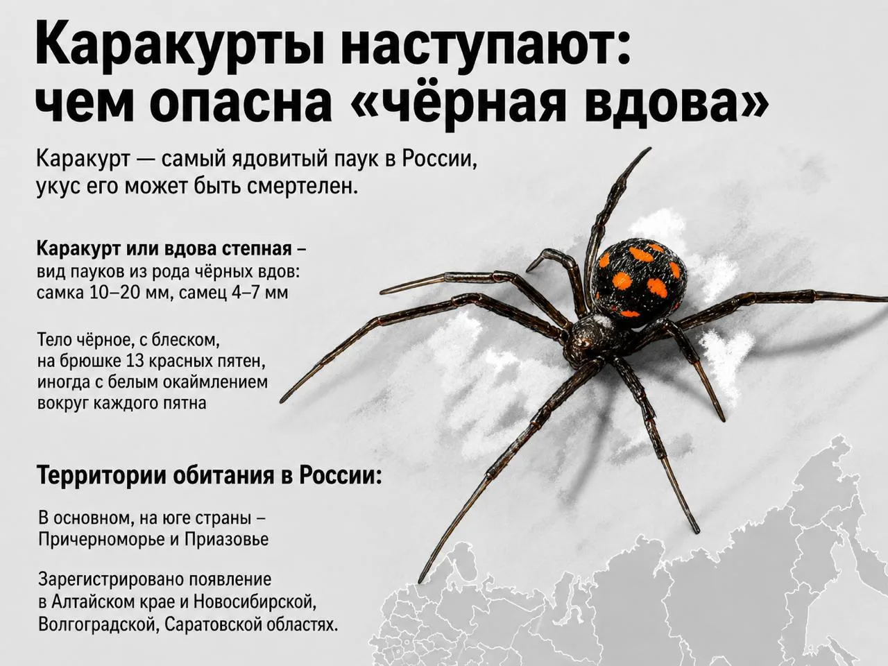 😧  Ядовитые пауки-каракурты могут добраться до Москвы

Из-за потепления климата, пауки уже покусали
