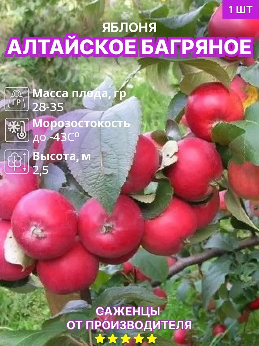 🍎 Яблоня «Алтайское багряное» — яркий десертный вкус и невероятная стойкость!