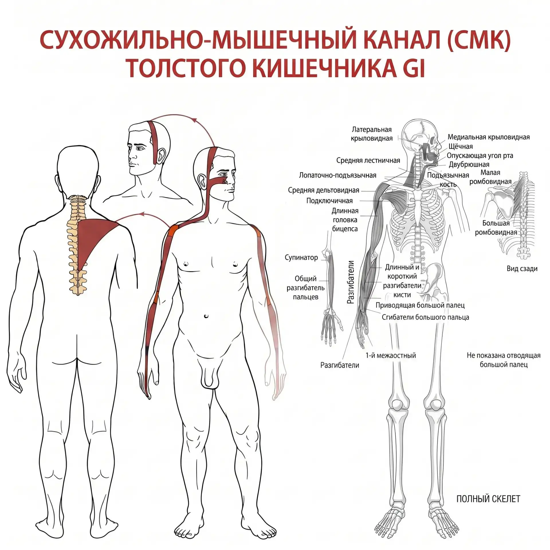🔥 «Рука не поднимается, шею не повернуть, а живот пучит? Возможно, дело не в мышцах, а...