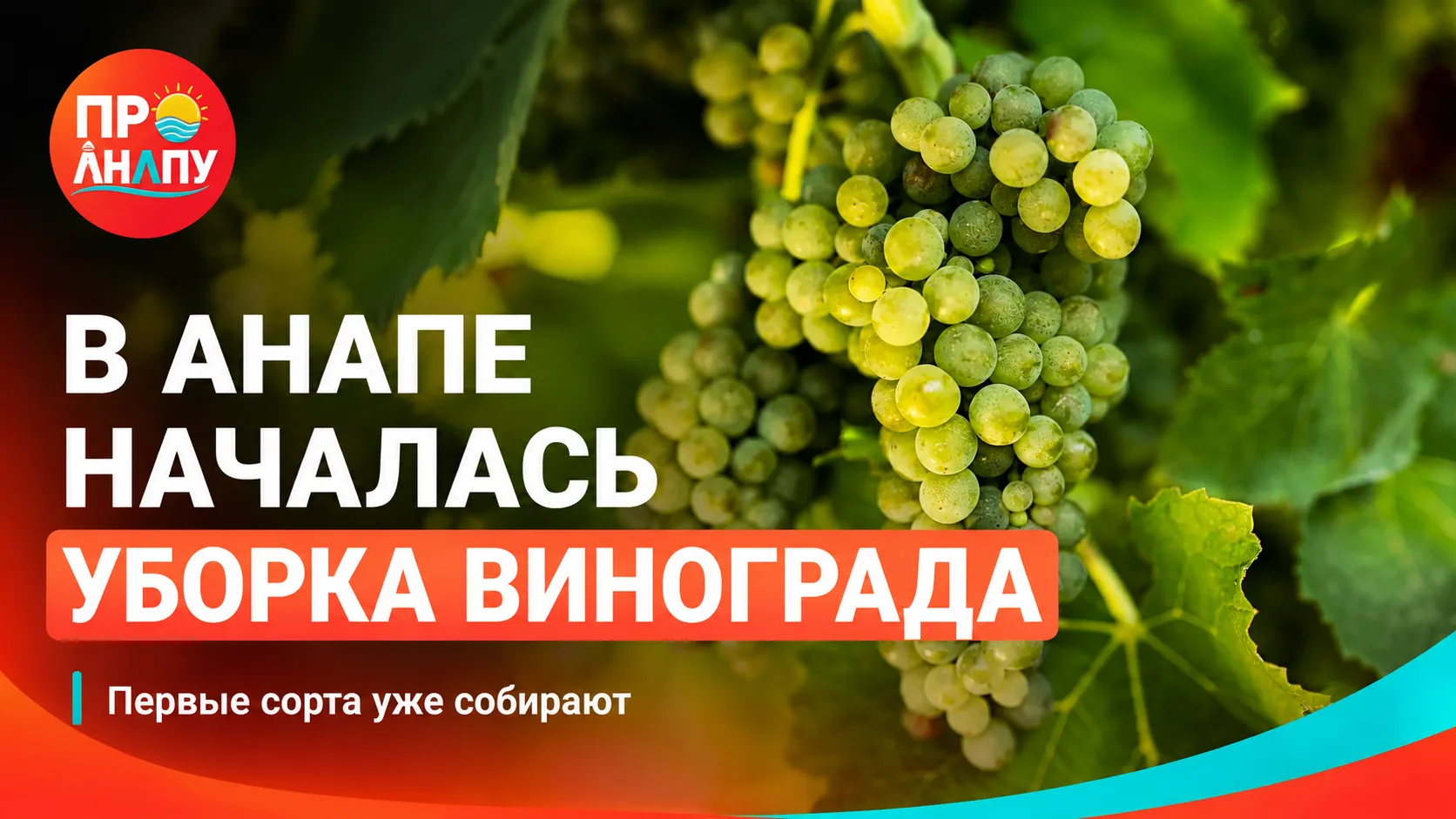 В Анапе началась уборка винограда